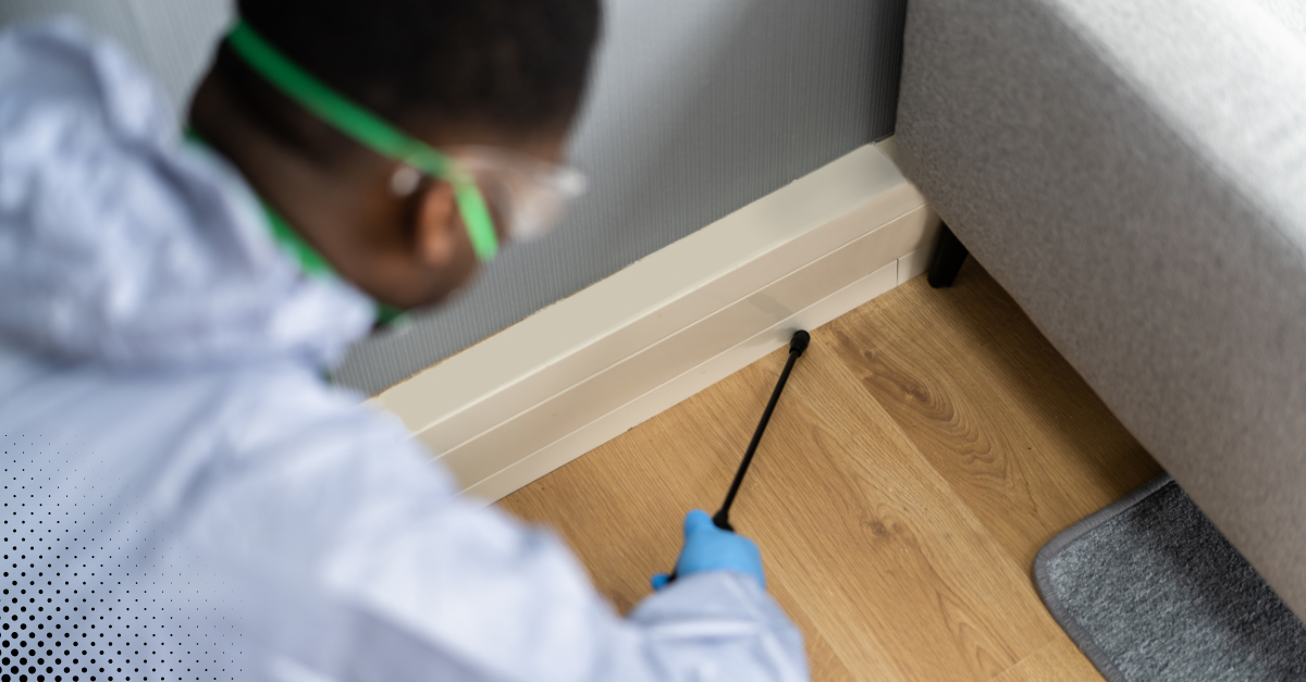 Pest control inspection for home safety.
